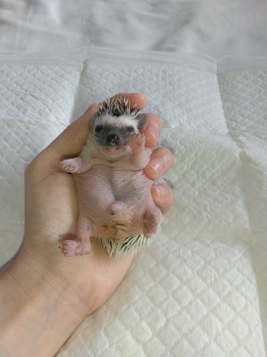 hedgehog_0615's tweet photo. ←千勇のベビ期
→2026/08/02の千優

千優は、顔がおっとりめ
目に光が入ると、ちょっとだけ、
赤紫色(ぶどう色)になる。 https://t.co/Z3hH8DUNHG