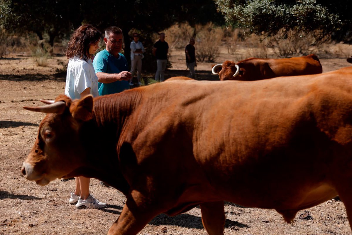 IdiazAyuso's tweet photo. En Colmenar del Arroyo visitamos explotaciones ganaderas afectadas por los incendios. 

Ya hemos destinado 394.000 kilos de forraje; ayudas; avales; bonificación 100x100 del agua durante un año y bonificaciones fiscales.

La #Recuperación de Madrid. https://t.co/uG4tF65Ce4