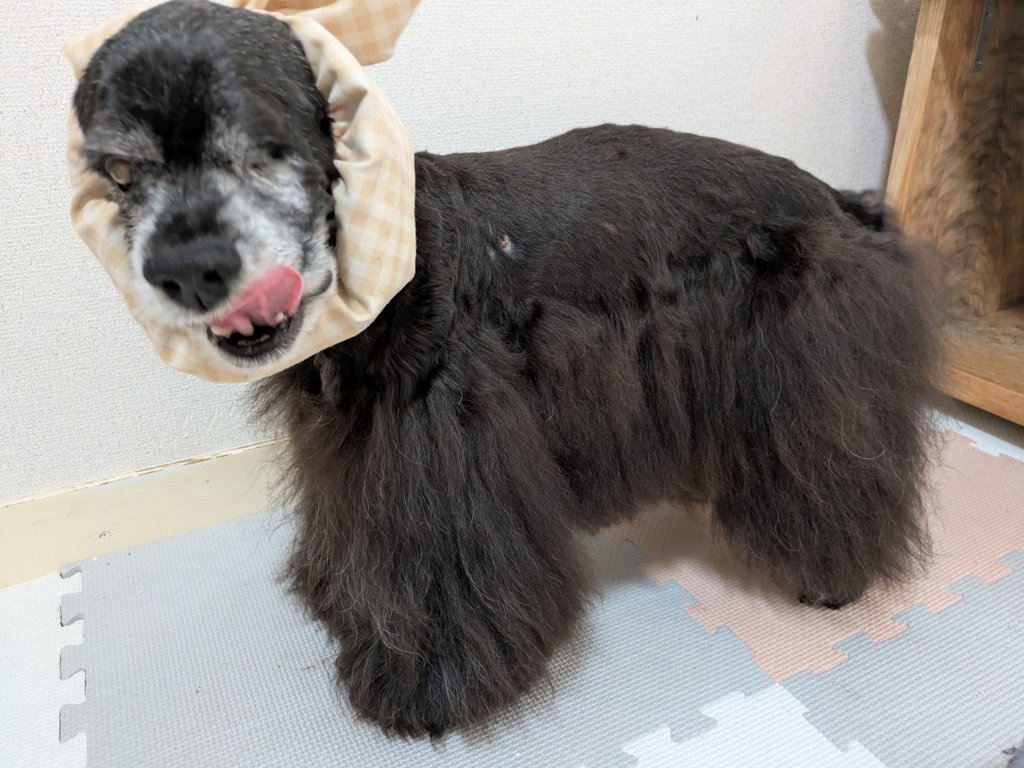 __mo_budoh's tweet photo. シャンプーしてスッキリ🛁
スヌードつけたら、ごはんかもと期待してペロペロ止まらなくなった😂

#秘密結社老犬倶楽部
#アメリカンコッカースパニエル https://t.co/sGuUKiwFvy