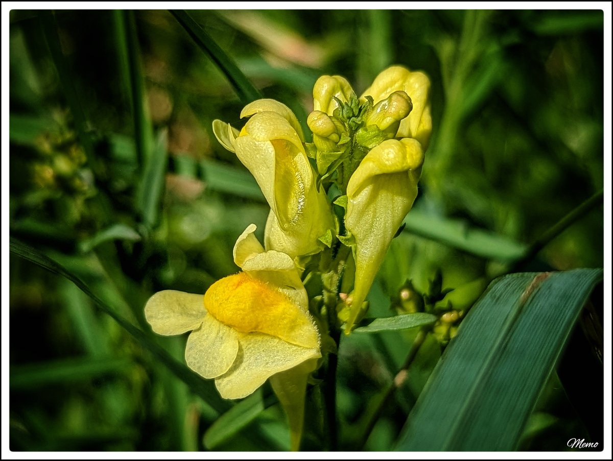 Memo_Barlow's tweet photo. ≪ Schönheit am Wegesrand ≫

Nahaufnahme der gelben Blüten des Leinkrautes. 

#photography #fotografie #foto #photo #postprocessed #myphoto #mywork #ownwork #nature #natur #umwelt https://t.co/O1NaokhjGJ