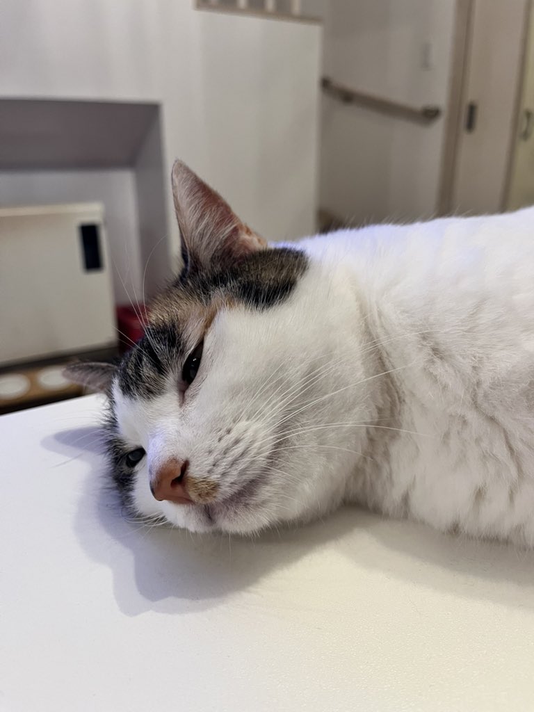MP_Nakane's tweet photo. 週末は実家の猫に元気をもらいに行きました。
8月も頑張れそうです。

#ねこ #マッチポイント https://t.co/N5PDIqMS1Z