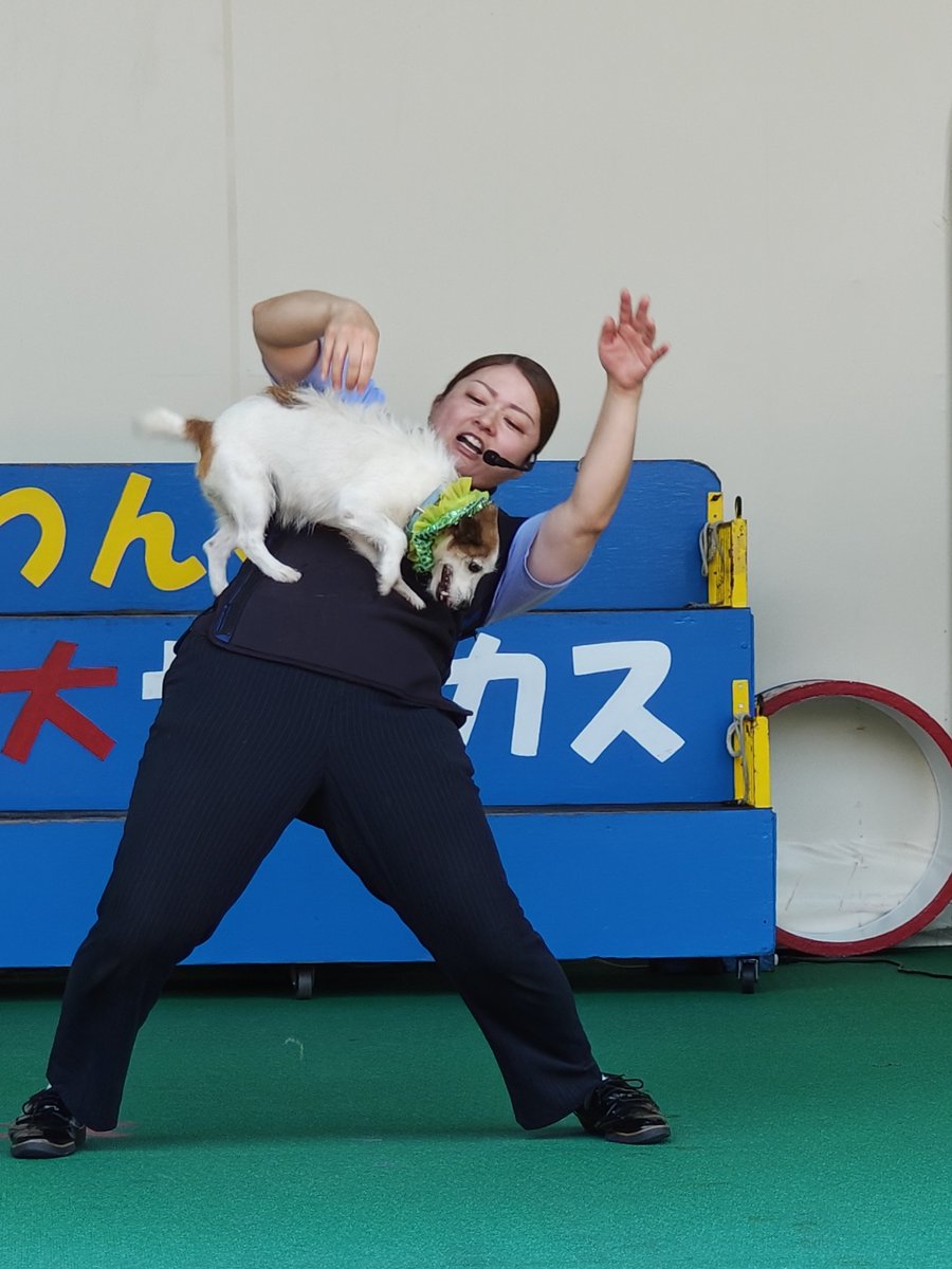 konbu1973's tweet photo. ＃わんわん大サーカス
2026.8.2
チカちゃんのボディウォークと
ももちの長縄跳び
初めて見れました😀
蒜山高原　
名前の印象から
もう少し涼しいのかと思ってましたが
甘かったです🫠
演者の皆さんはもっと大変なので
一生懸命応援してきました👏 https://t.co/2QWoQcnYfN