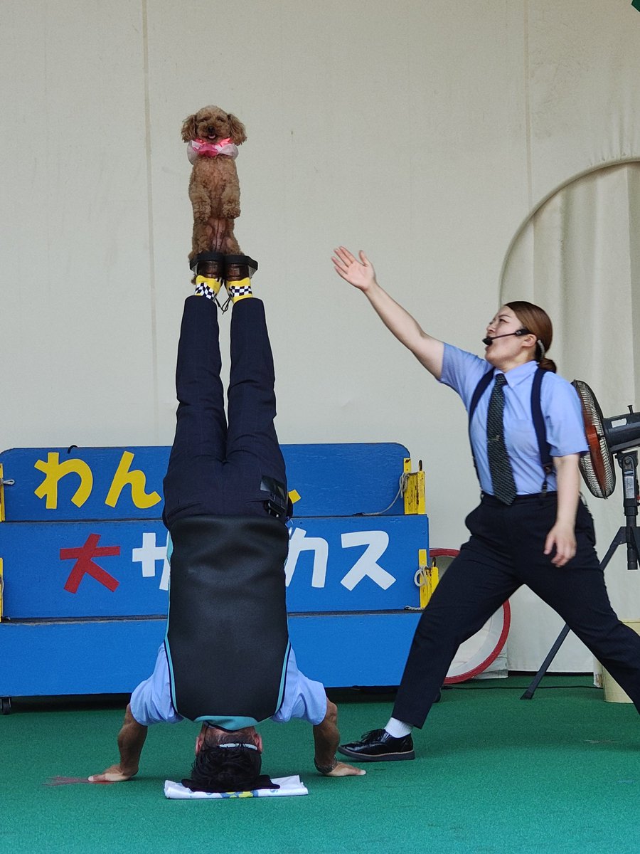 konbu1973's tweet photo. ＃わんわん大サーカス
2026.8.2
チカちゃんのボディウォークと
ももちの長縄跳び
初めて見れました😀
蒜山高原　
名前の印象から
もう少し涼しいのかと思ってましたが
甘かったです🫠
演者の皆さんはもっと大変なので
一生懸命応援してきました👏 https://t.co/2QWoQcnYfN