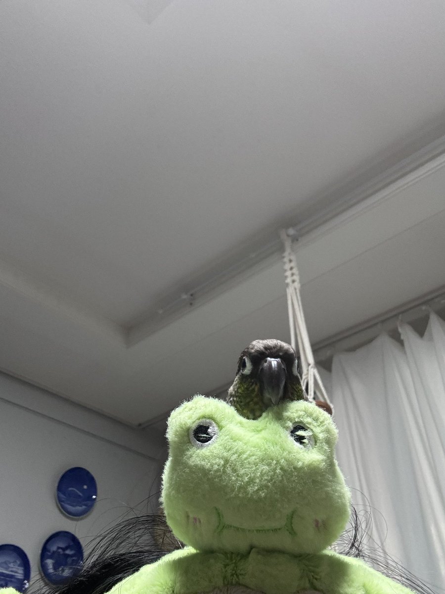 bori_kkokko's tweet photo. 누나의 세인밴드를 너무 좋아해서 항상 쓸때마다 우다다다 달려와가지고 저래 부리꼽으십니다 늦게 끼거나 그러면 어김없이 앵랄부리심 ㅜ 마지막사진도 호적메이트가 웃겨서 사진찍을라 하는데 경계갈기시는 모습 https://t.co/Bia8mmC2VJ