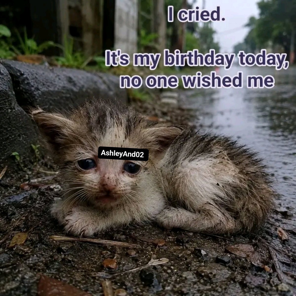 PawShield_'s tweet photo. I cried.

It's my birthday today, no one wished me

#cat #cats #kitten #kittens #emotional https://t.co/iQq4w6Je8D