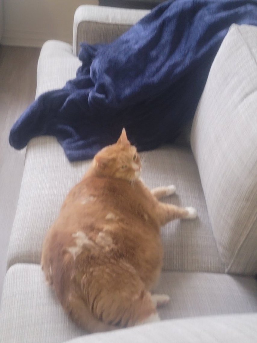 VirtualDudeCat's tweet photo. @WilliamShatner My cat with too much corn. https://t.co/D2ejtiGP5I