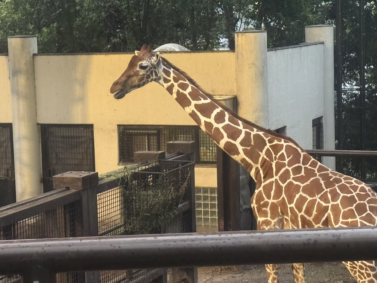 micchuruko's tweet photo. 可愛いない🦒 https://t.co/zQQhkPNI9e
