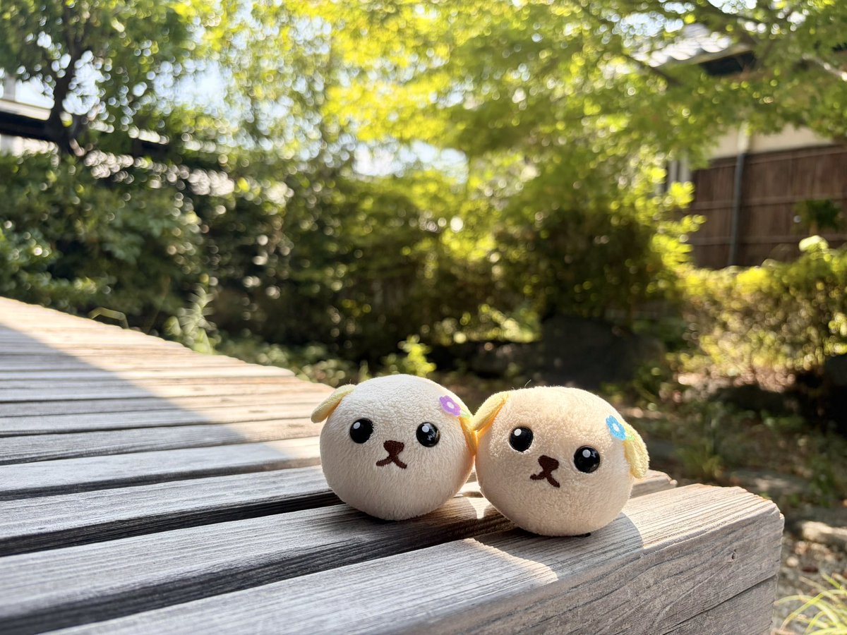 mainichimame's tweet photo. ひなたぼっこ
#まいにち豆しば
#豆しば https://t.co/sqdUYG7dYA