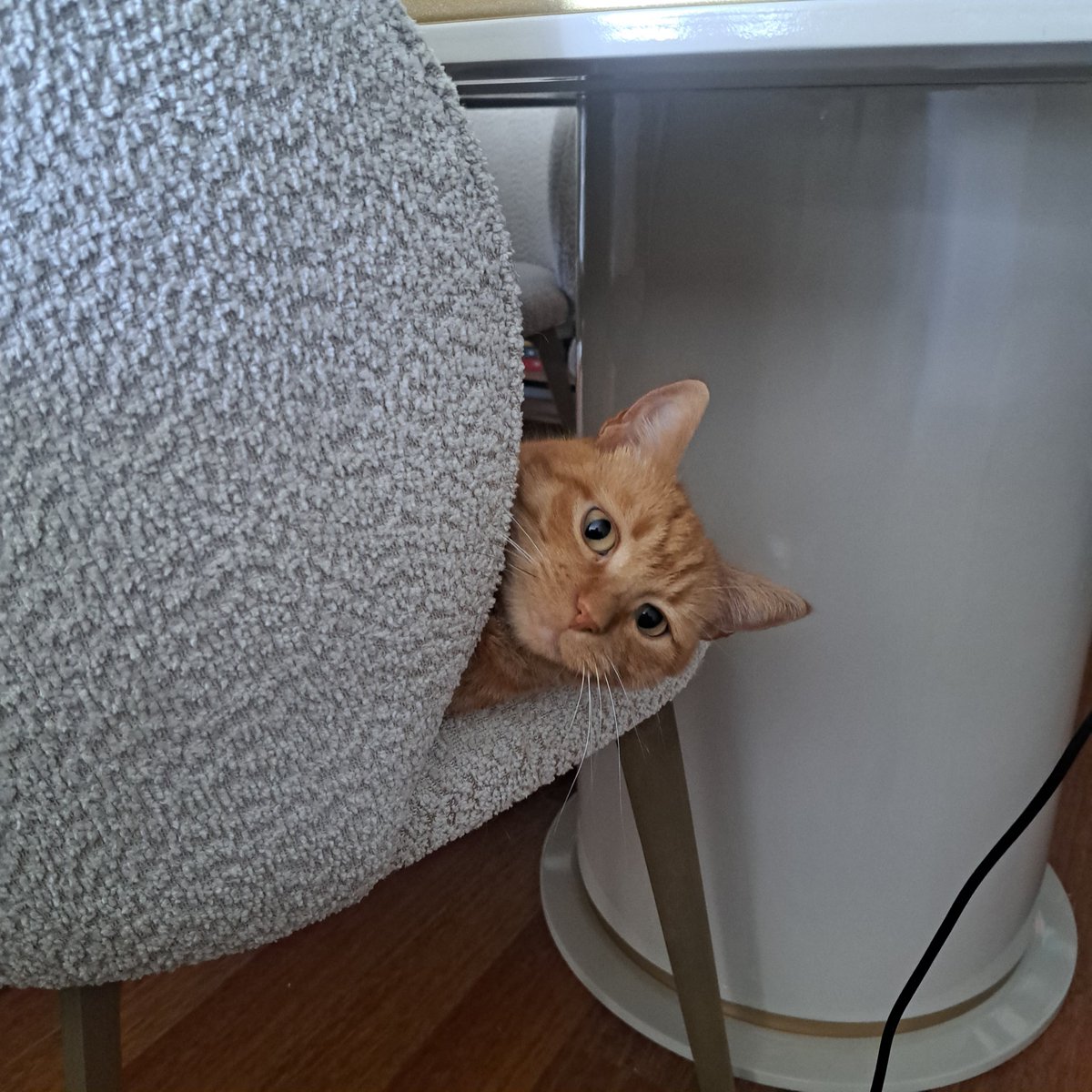 svsclnk's tweet photo. Saklandığını sanıyor… Biz onu görüyoruz. 🐈
#İstanbul #istanbulkedi #kedi
#pazar https://t.co/x5a9IlWj3e