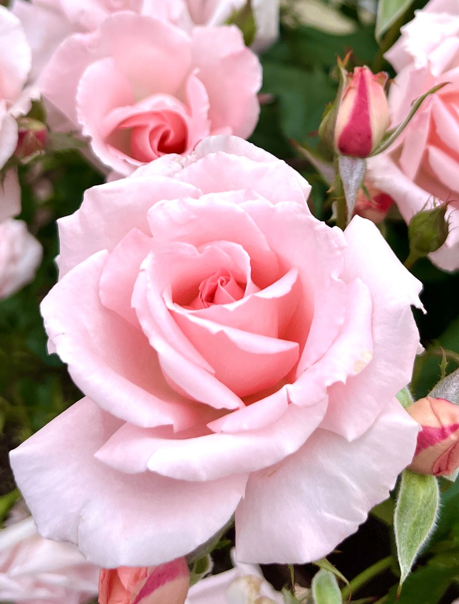 ling1683's tweet photo. やわらかなピンクのバラが、朝の光のなかで伸びやかにほころぶ。
 
重なる繊細な花びらが、優しく抱きしめる光と影。🌿🌷🌿

傍らで静かに開花を待つつぼみが、
ゆったりとした美しいひとときを織りなしていく。

 いつもの日常に、そっと特別な詩情を添えて。🌿🌷🌿

A soft pink rose gently unfolds in the morning light,
 its delicate petals wrapping around soft playing shadows.

 Beside it, small buds wait quietly to bloom, 
weaving a sense of ease and grace. 🌿🌷🌿

Adding a unique touch of poetry to an ordinary day.

#花の写真 #FlowerPhotography