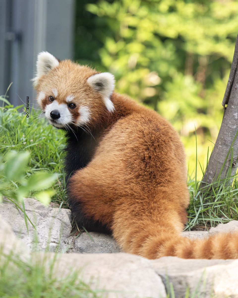 mmmz_oo's tweet photo. 見返りムスムス美人図

#ルカ
#レッサーパンダ
#上野動物園 https://t.co/pGwXlOoSW9