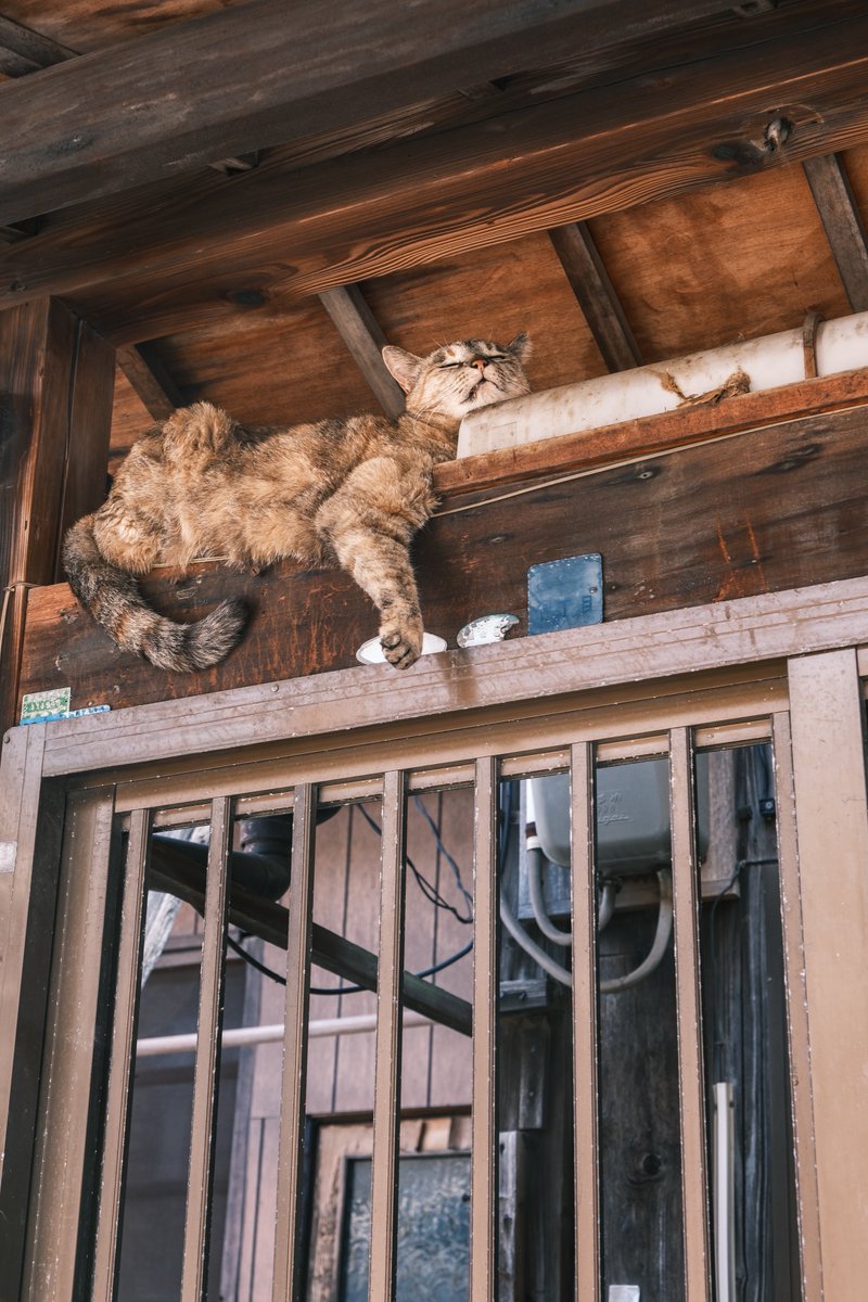 kobateck's tweet photo. 見とけよ。昼寝はこうするんや

#ねこやん https://t.co/omf9EniGvr