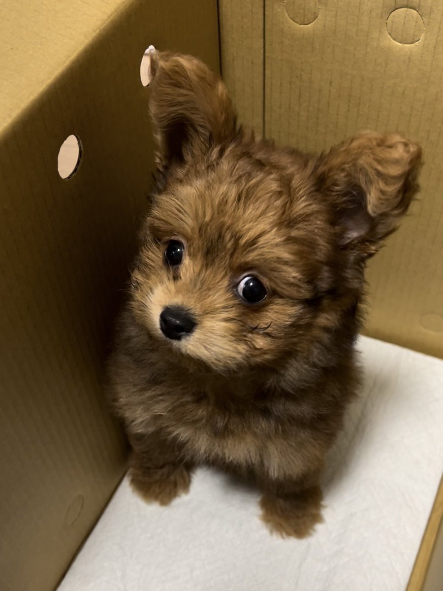 mojapocci's tweet photo. ぽっち今日で2歳になりました🎂🐶
うちにきた時、1歳の誕生日、今日を比べると、こんなに大きくなったね🌱 https://t.co/NERxY5e0nm