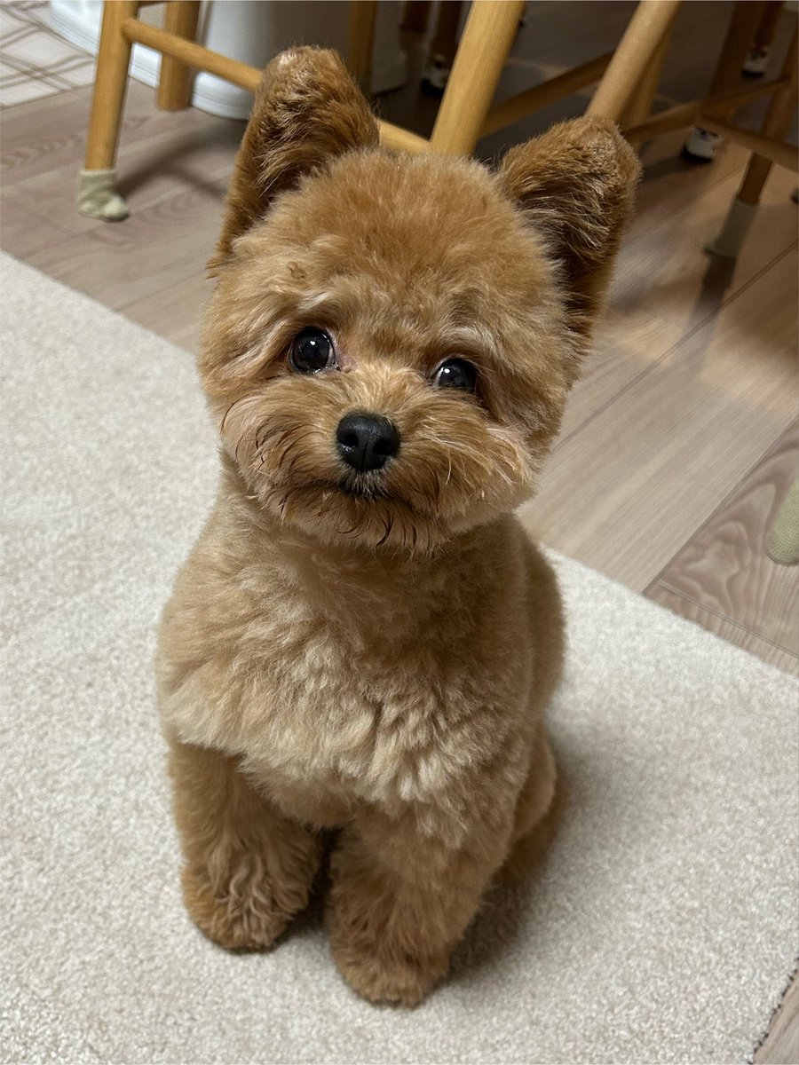 mojapocci's tweet photo. ぽっち今日で2歳になりました🎂🐶
うちにきた時、1歳の誕生日、今日を比べると、こんなに大きくなったね🌱 https://t.co/NERxY5e0nm