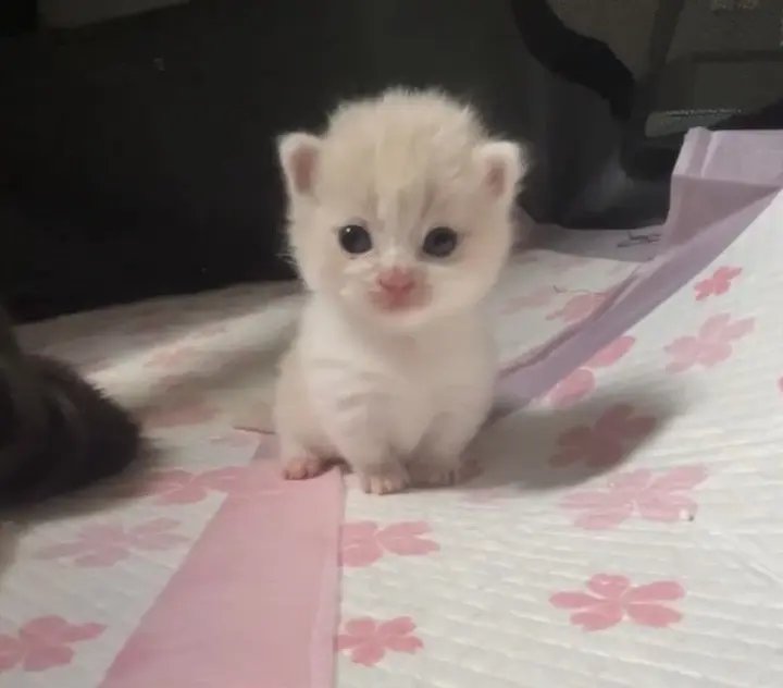 catsloversclubx's tweet photo. A little puff of happiness. ☁️🐾 https://t.co/eVPn0aEkDo