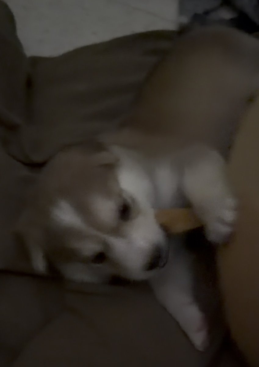 CurvedPineapple's tweet photo. Low quality image of it from earlier https://t.co/ByJ9G6Qkwe