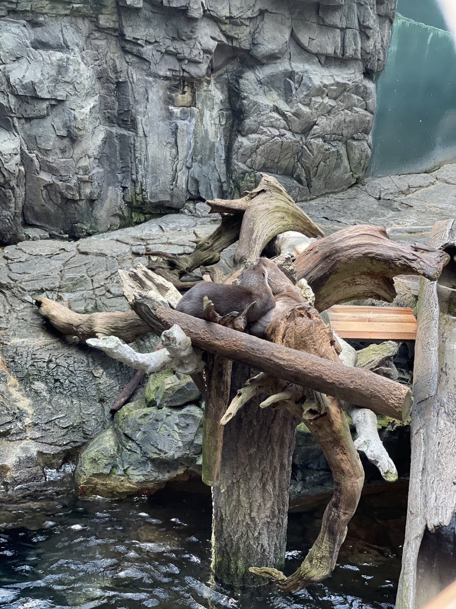 chitesab's tweet photo. カワウソとサメとエイと鳥 https://t.co/3sw0VdvIsH