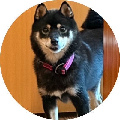 is501_blue's tweet photo. 犬を探しています
名前：こはぎ
特徴：黒豆柴6～7kg、赤紫っぽい首輪

26日(日)に袋井市春岡から逃亡してしまいました。
本日、磐田市旧大藤小の北側茶畑で目撃しましたが捕えられず…。

引き続き目撃しましたらご連絡ください。

#迷子犬 #迷い犬 #袋井市 #磐田市 https://t.co/IH2uTPKCXD
