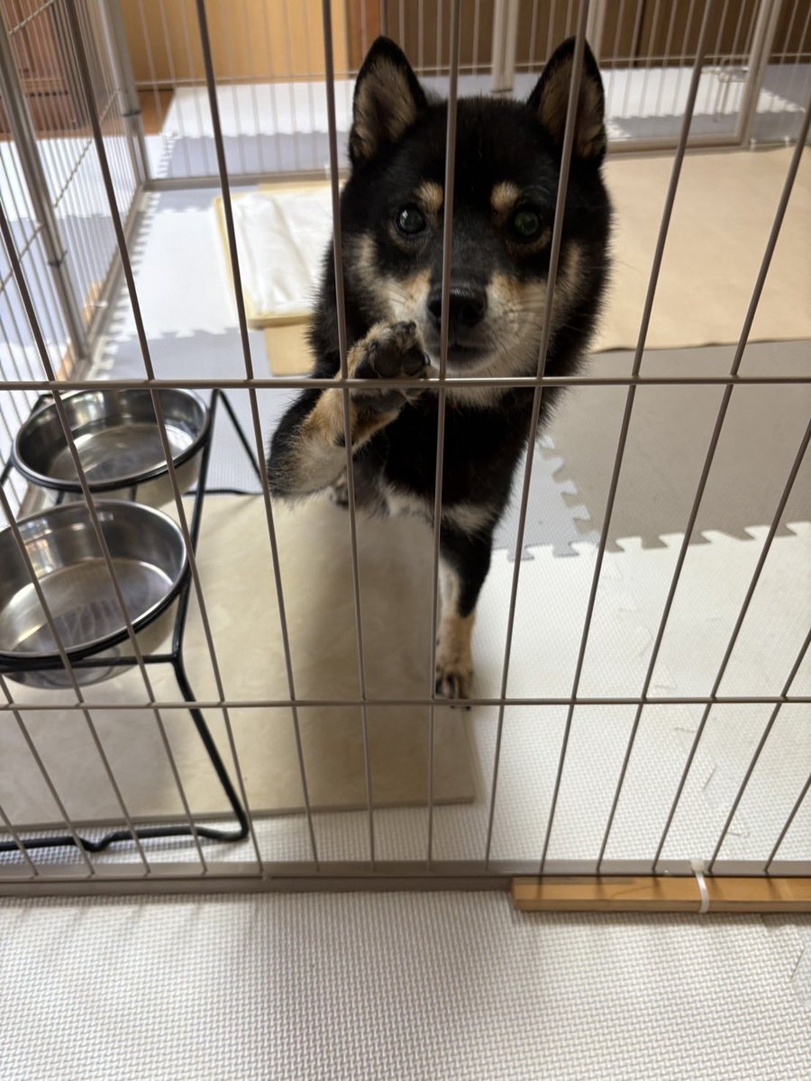 is501_blue's tweet photo. 犬を探しています
名前：こはぎ
特徴：黒豆柴6～7kg、赤紫っぽい首輪

26日(日)に袋井市春岡から逃亡してしまいました。
本日、磐田市旧大藤小の北側茶畑で目撃しましたが捕えられず…。

引き続き目撃しましたらご連絡ください。

#迷子犬 #迷い犬 #袋井市 #磐田市 https://t.co/IH2uTPKCXD