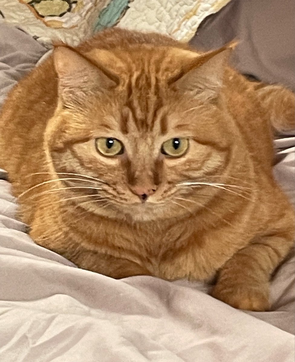 kenai_aram's tweet photo. 事已至此，先发一只肥猫吧🐱 https://t.co/Fw5MxNoLjF