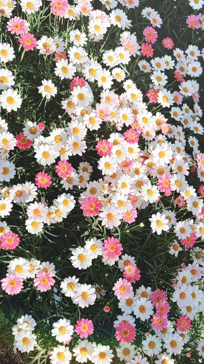 oceanweavee's tweet photo. Pink flowers 🌸 https://t.co/gPrbOnnY1Y