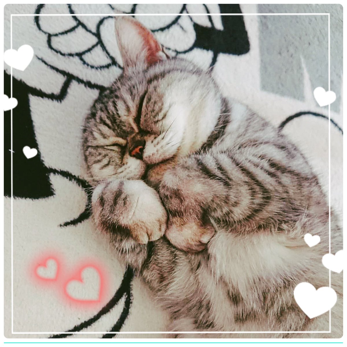 mametoneko's tweet photo. 愛猫mocaが
虹の国に旅立ってから早5年

たくさんの月日が経っても
やっぱり逢いたいよー

♯愛猫
♯記念日
♯逢いたい
♯大好き https://t.co/I8qI0VNRfp