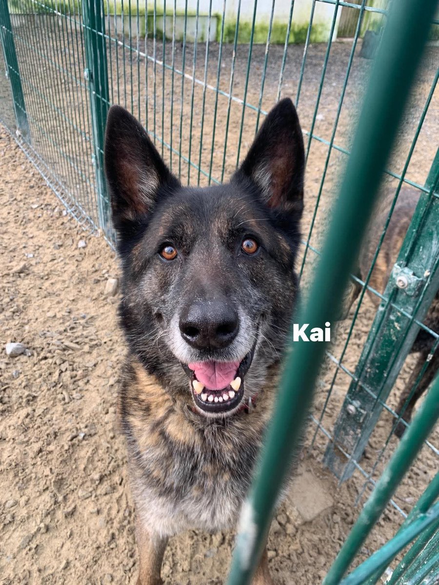 gsrescueelite's tweet photo. It's #SeniorSunday and 8yr old Kai from the #Cornwall kennels is popping in to say hello ❤️ 

#dogs #GermanShepherd #Sunday #SundayMorning https://t.co/90N1IQEcq7