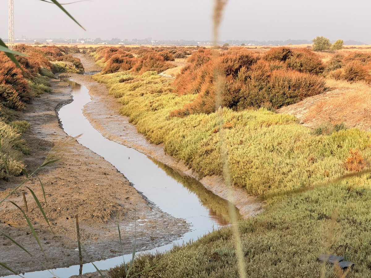 ZFCadiz's tweet photo. Paso importante para la recuperación de la salina de San Joaquín dentro de nuestro 'Plan de Descarbonización'.

Costas da luz verde a este proyecto pionero de #CarbonoAzul, impulsado en colaboración con @ayto_chiclana y @Ctaqua_CT 🤝 y que va a restaurar este valioso ecosistema. https://t.co/JPkEgcbJdA