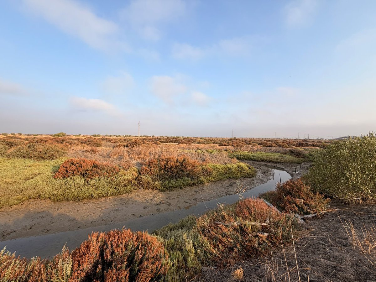 ZFCadiz's tweet photo. Paso importante para la recuperación de la salina de San Joaquín dentro de nuestro 'Plan de Descarbonización'.

Costas da luz verde a este proyecto pionero de #CarbonoAzul, impulsado en colaboración con @ayto_chiclana y @Ctaqua_CT 🤝 y que va a restaurar este valioso ecosistema. https://t.co/JPkEgcbJdA