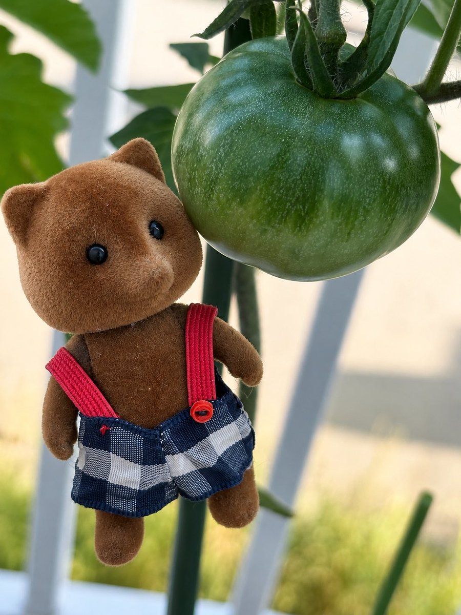 re__sylvanian's tweet photo. 人生で初めての #家庭菜園

苗からのトマトだけど
大きくなってきて可愛くて可愛くて

ラディッシュ、ミニ大根も育ててますが
順調に育ってくれたらいいな

#シルバニア
#北海道
#トマト
#汚い手をチャッピーで消してもらったら浮いた https://t.co/sRl9gKSKwc