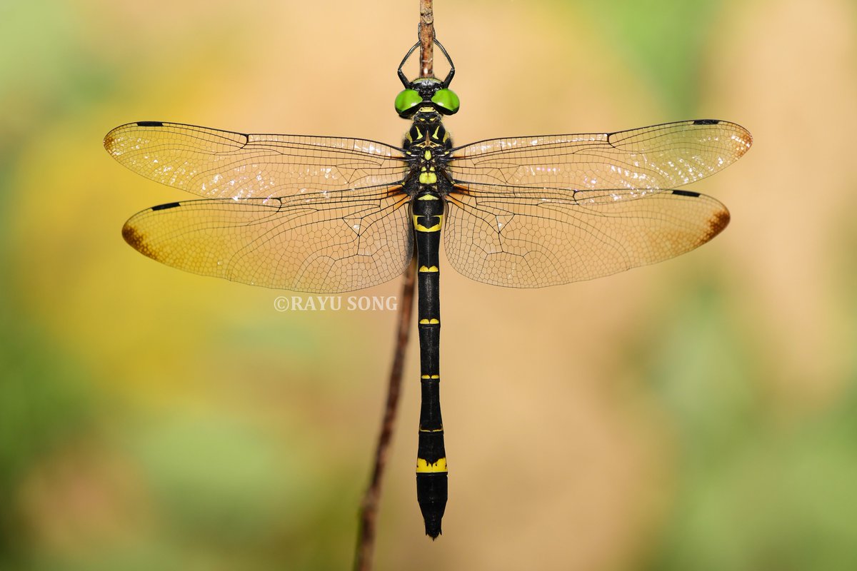 RayuSong's tweet photo. Family Chlorogomphidae from 2026.
金翼裂唇蜓 Chlorogomphus auripennis；
蝴蝶裂唇蜓 Chlorogomphus papilio；
铃木裂唇蜓 Chlorogomphus suzuki。 https://t.co/0hDItA7hLV