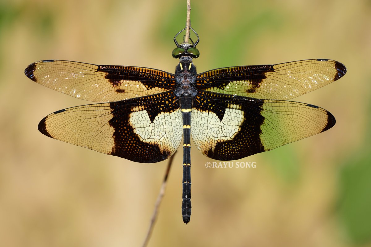 RayuSong's tweet photo. Family Chlorogomphidae from 2026.
金翼裂唇蜓 Chlorogomphus auripennis；
蝴蝶裂唇蜓 Chlorogomphus papilio；
铃木裂唇蜓 Chlorogomphus suzuki。 https://t.co/0hDItA7hLV