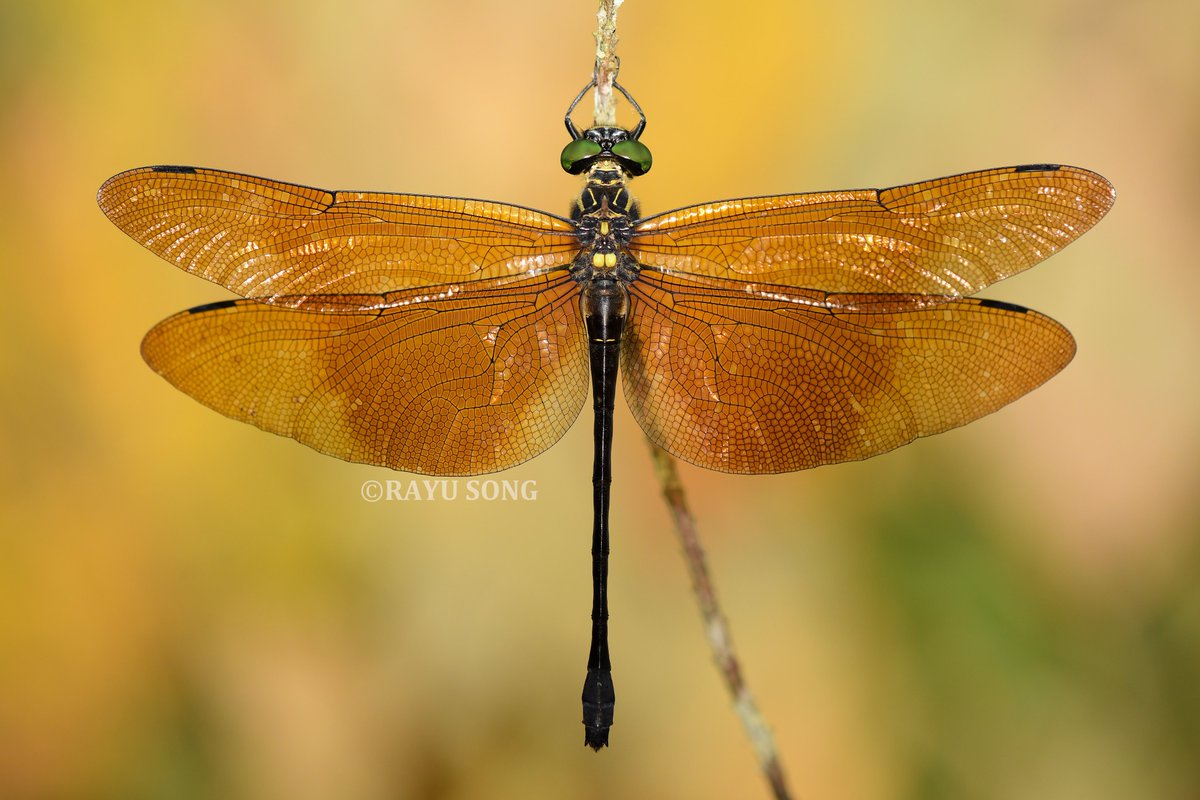 RayuSong's tweet photo. Family Chlorogomphidae from 2026.
金翼裂唇蜓 Chlorogomphus auripennis；
蝴蝶裂唇蜓 Chlorogomphus papilio；
铃木裂唇蜓 Chlorogomphus suzuki。 https://t.co/0hDItA7hLV