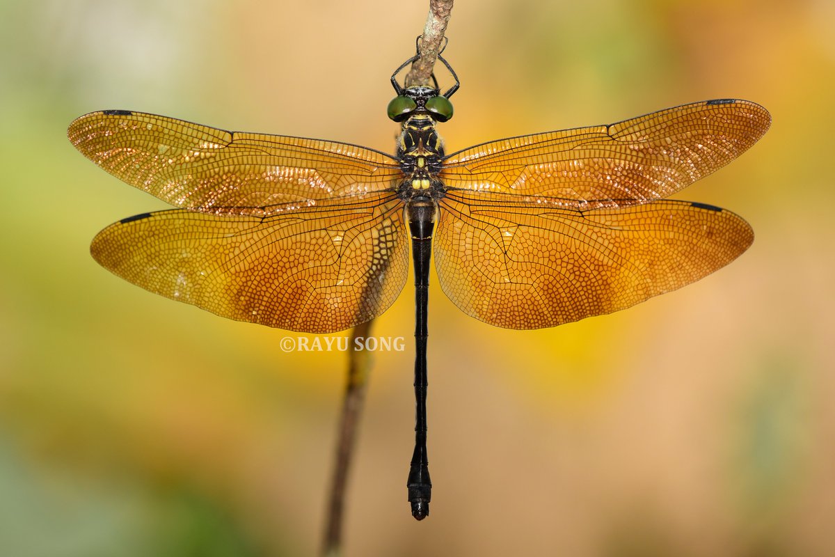 RayuSong's tweet photo. Family Chlorogomphidae from 2026.
金翼裂唇蜓 Chlorogomphus auripennis；
蝴蝶裂唇蜓 Chlorogomphus papilio；
铃木裂唇蜓 Chlorogomphus suzuki。 https://t.co/0hDItA7hLV