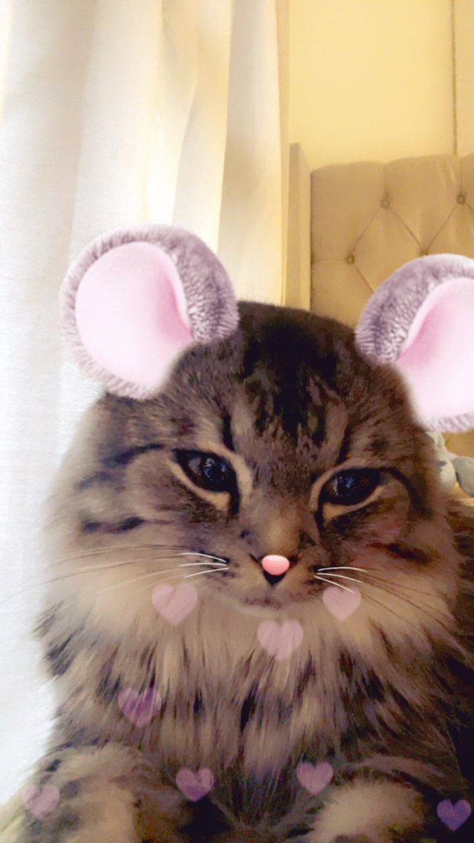 pawsiclezz's tweet photo. @cupidsito Dis mi little cutie Apollo https://t.co/z6dxy5HTlS