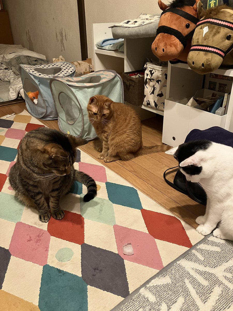 chatnoir0714's tweet photo. 氷を3ニャンズで見つめて🥰
我が家の熱中症対策😆
 #猫のいる暮らし https://t.co/PZGlmutC7b
