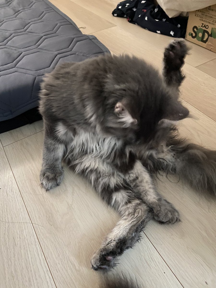 Midora0428's tweet photo. また同時に💩して今日はレインがおしりに💩付けたままだったのでシートで拭こうとするとダッシュで逃げる
諦めてお風呂へ連行
フィロスほど暴れず泣き叫ぶのみ
ドライヤーも大人しく、時に脚を上げ協力的

あとは自分でぺろぺろタイム
それを見つめるフィロス
#猫 #メインクーン #猫がいる生活 #cat https://t.co/zkl3mM775M