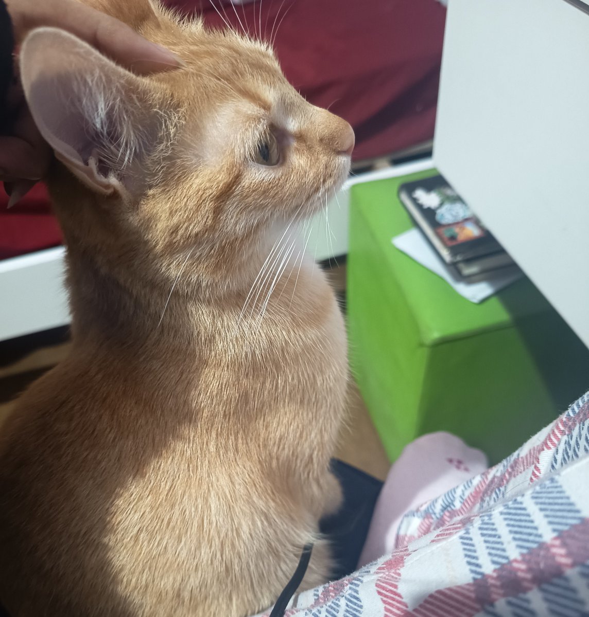 clumsynymph's tweet photo. cuidado quando forem me maltratar no lol pois eh ela que estará lendo tudo https://t.co/tcuF877Q3g