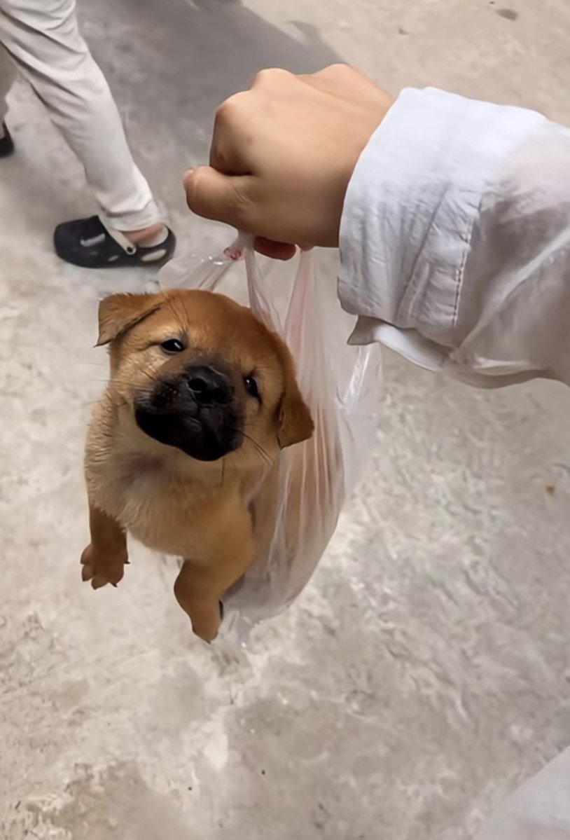 puppies tweet media