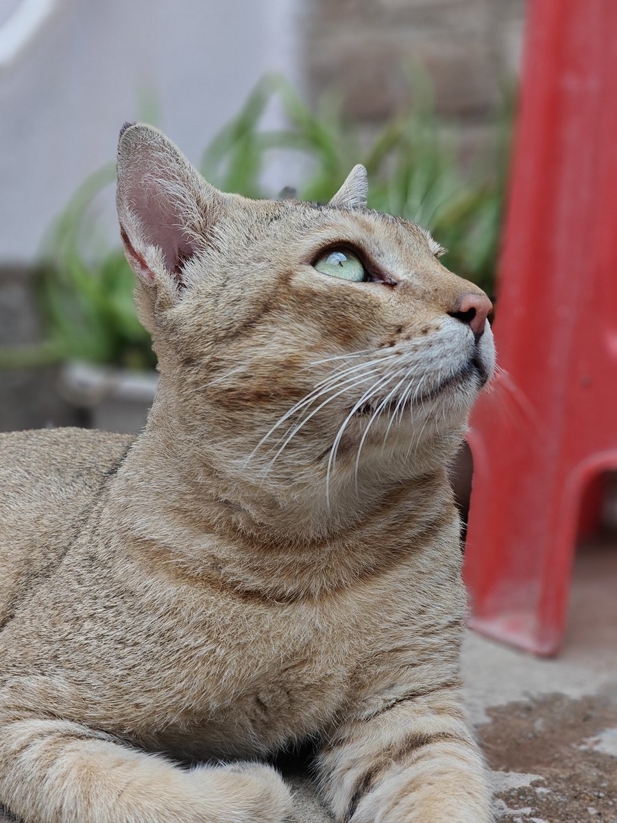MyFeralNeighbor's tweet photo. I get a lot of messages asking for a Ko-fi or donation link to help out. Honestly, my dream is for my small online store to grow enough to sustainably fund this work. But if you still wish to support the cats directly, please feel free to DM me. Thank you all for your kindness❤️ https://t.co/YRHfupDh0k