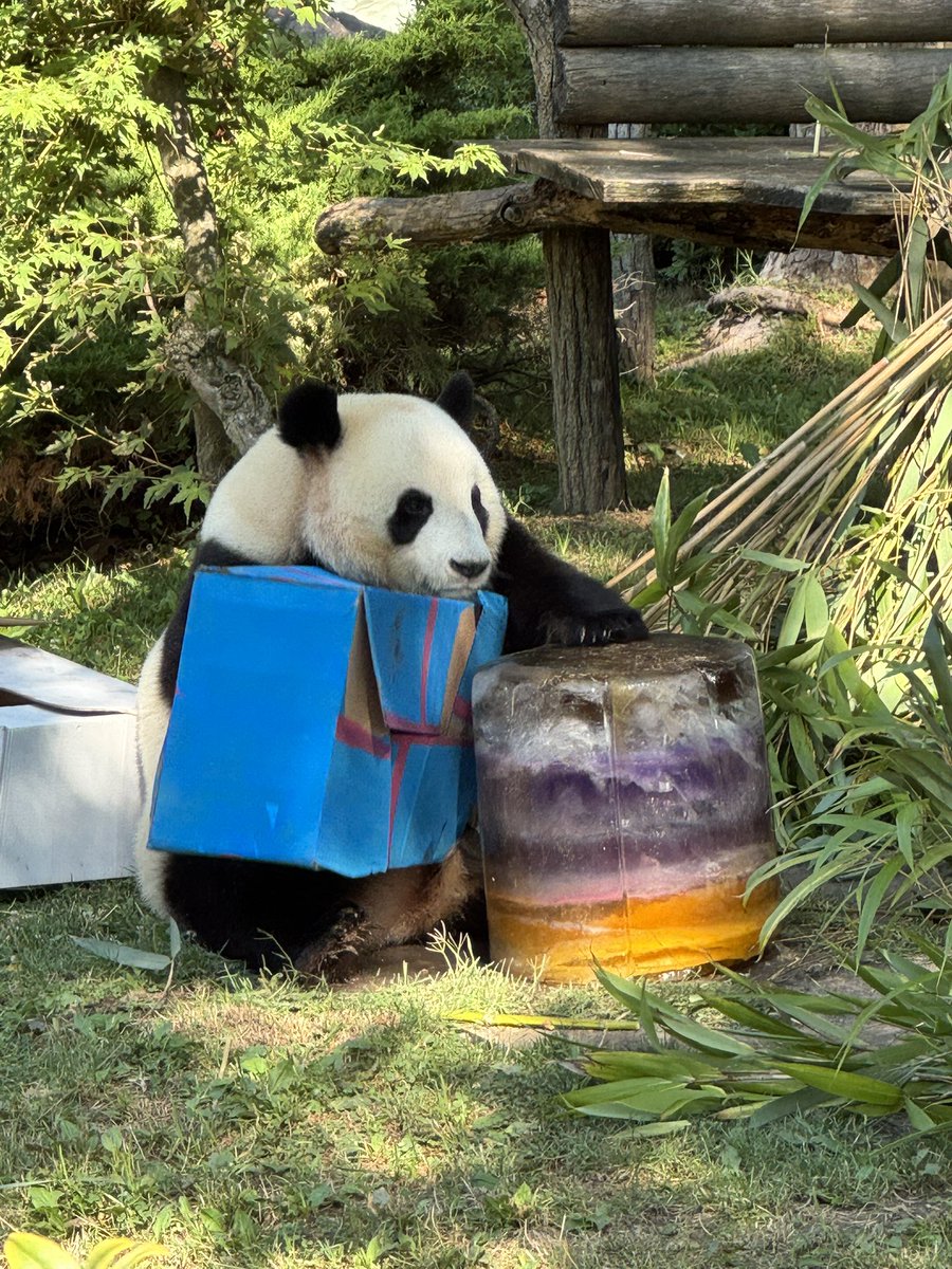pandas_fr's tweet photo. 🇫🇷 🐼🐼 🎂 Les jumelles #HuanLiLi (#欢黎黎) et #YuanDuDu (#园嘟嘟) célèbrent ce dimanche 2 août leur 5ème anniversaire au @zoobeauval 

📸 Huan Li Li ce dimanche matin ©️ Jérôme POUILLE / https://t.co/QYVgSCHpvu https://t.co/PStXPjq0A2