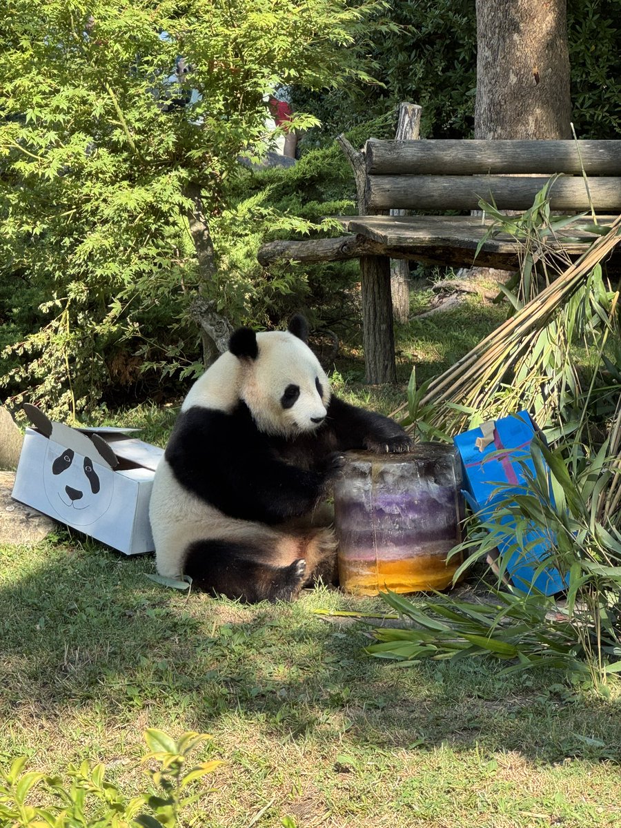pandas_fr's tweet photo. 🇫🇷 🐼🐼 🎂 Les jumelles #HuanLiLi (#欢黎黎) et #YuanDuDu (#园嘟嘟) célèbrent ce dimanche 2 août leur 5ème anniversaire au @zoobeauval 

📸 Huan Li Li ce dimanche matin ©️ Jérôme POUILLE / https://t.co/QYVgSCHpvu https://t.co/PStXPjq0A2
