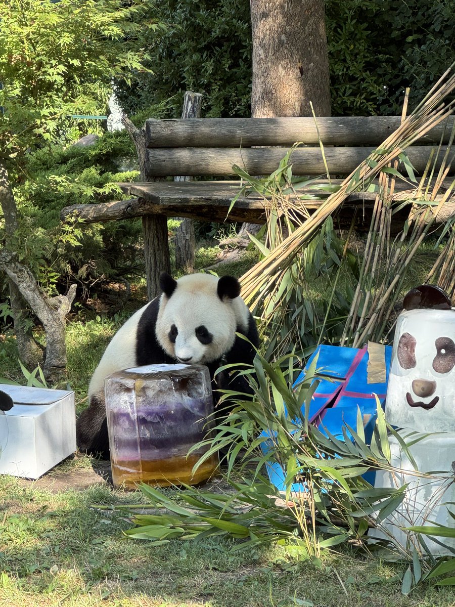 pandas_fr's tweet photo. 🇫🇷 🐼🐼 🎂 Les jumelles #HuanLiLi (#欢黎黎) et #YuanDuDu (#园嘟嘟) célèbrent ce dimanche 2 août leur 5ème anniversaire au @zoobeauval 

📸 Huan Li Li ce dimanche matin ©️ Jérôme POUILLE / https://t.co/QYVgSCHpvu https://t.co/PStXPjq0A2