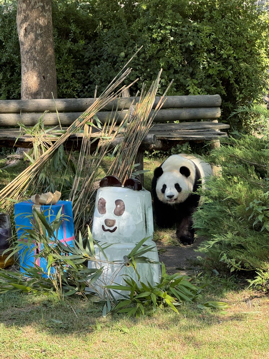 pandas_fr's tweet photo. 🇫🇷 🐼🐼 🎂 Les jumelles #HuanLiLi (#欢黎黎) et #YuanDuDu (#园嘟嘟) célèbrent ce dimanche 2 août leur 5ème anniversaire au @zoobeauval 

📸 Huan Li Li ce dimanche matin ©️ Jérôme POUILLE / https://t.co/QYVgSCHpvu https://t.co/PStXPjq0A2