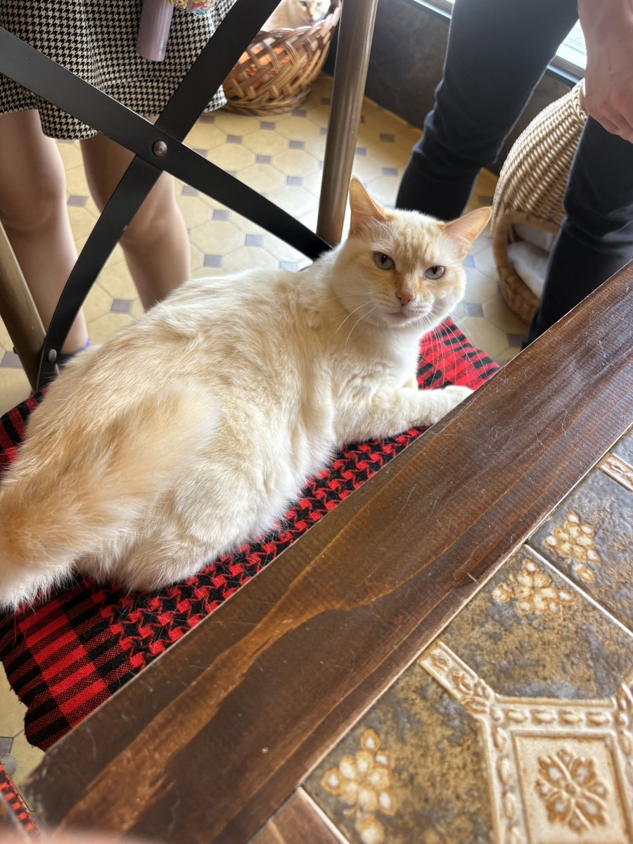 mochipyon's tweet photo. 大阪府枚方市
ネコブ
純喫茶風
猫喫茶
客の椅子を占領する
モフ猫に癒される

端っこに
レトロな時計とレジ見つけた https://t.co/OKtCBgdz6u