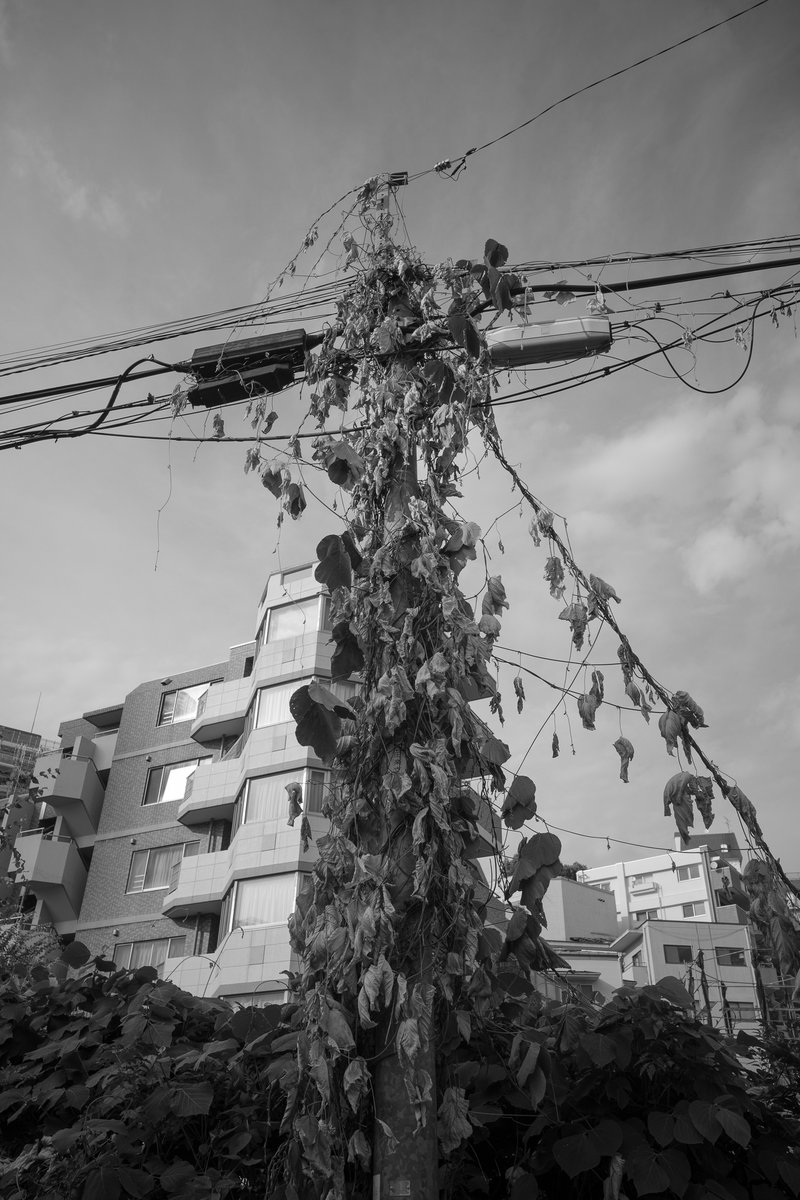 rekomy's tweet photo. 2026年8月、中目黒
RICOH GR IV Monochrome https://t.co/LzlfTU0JXb