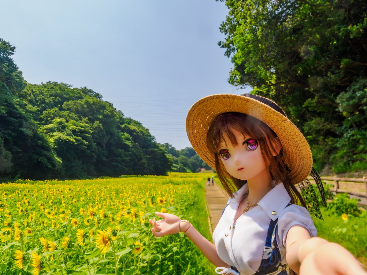 shiratorisan_V2's tweet photo. 今朝は横須賀のくりはま花の国へ🌻
来週末だとわからないくらいだったので、ちょうど見頃良い感じでした✨️ https://t.co/mqfsZ4E6VV