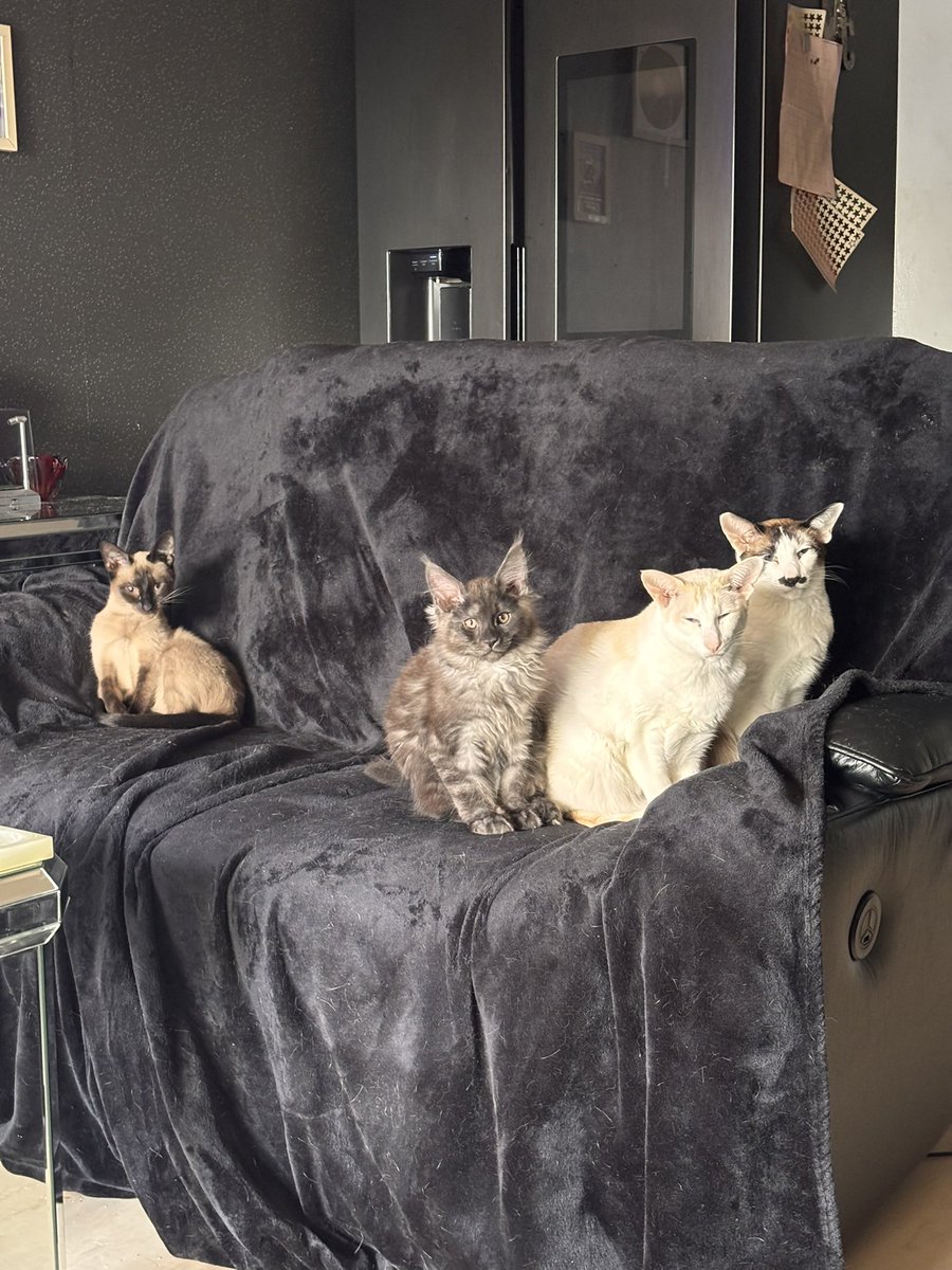 Cherry_Cable's tweet photo. @TheNerdyCatLady Awwwww! There’s something so special about a bonded pair! Truly a beautiful little blessing….😻😹😻 https://t.co/moHsFFJvx6