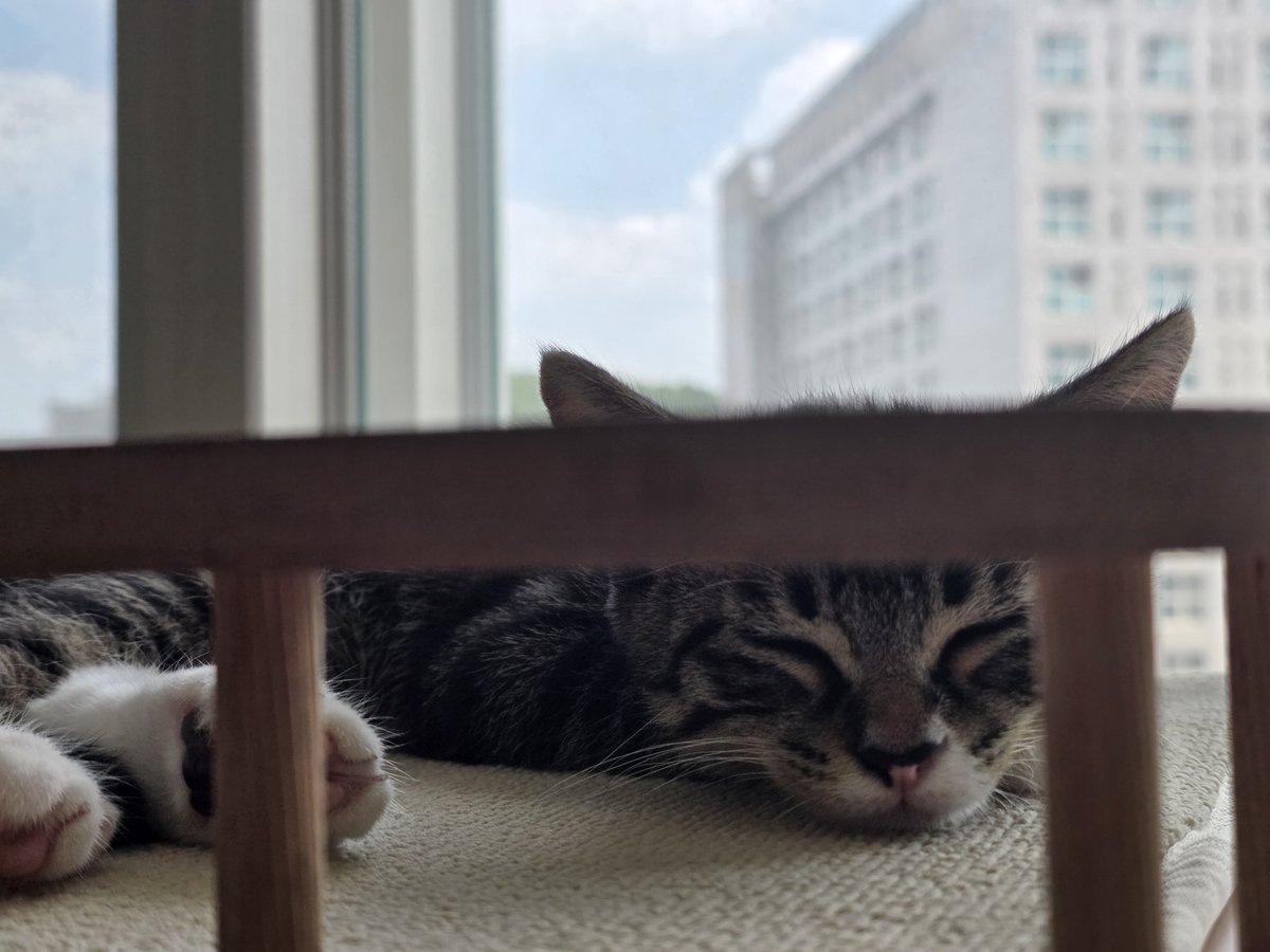 Bangdaraye's tweet photo. 놀고자고먹고 건강고양이 https://t.co/bVtYvcXx6m
