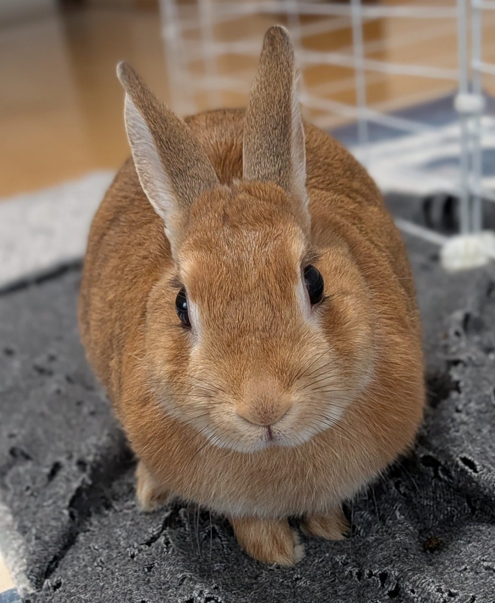 rabbit_sora_'s tweet photo. 今日のそら🐇
#うさぎ https://t.co/Xbv3RQy9CN